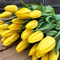 Букет тюльпанов