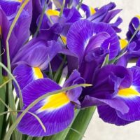Ирисы