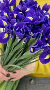 Ирисы